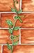 FVG Florist Vine Guides