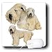 Dogs Soft Coated Wheaten Terrier - Soft Coated Wheaten Terrier - Mouse Pads