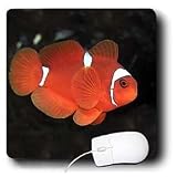 Tropical Fish - Clownfish - Mouse Pads
