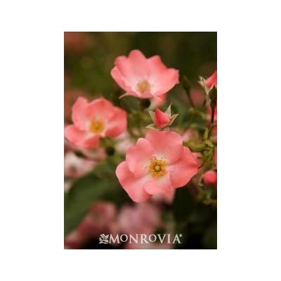 Floral Carpet Coral Pink Rose Bush-2 coral pink rose bush Floral Carpet-2