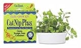 Cat-A'bout Single-Cat CatNip Plus Tub 60 grams by MiracleCorp/Gimborn
