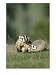 Young American Badgers Animals Photographic Poster Print by Norbert Rosing, 12x16