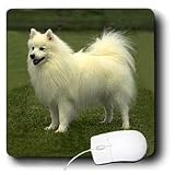 Dogs American Eskimo - American Eskimo - Mouse Pads