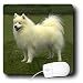 Dogs American Eskimo - American Eskimo - Mouse Pads