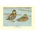 Formosan Teal 28x42 Giclee on Canvas
