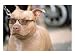 Pit Bull Terrier Wearing Sunglasses Photographic Poster Print by Allen Russell, 16x12