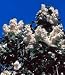 Syringa vulgaris: Common Lilac Seeds
