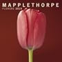 2010 Mapplethorpe Flowers Wall Calendar