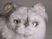   - Silver Persian, Lying Down - Lifelike Plush|One Size - 20 inches
