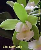 Epc Siam Jade 321H MP00145