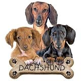 Dachshund Puppies Adult T-Shirt