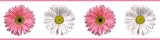 Eigenschaften RoomMates RMK1012BCS / RoomMates - Wandsticker FlowerPower Bordüre 12,8 cm x 4,5 m