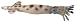 Bullyland Belemnite Figurine_s-1