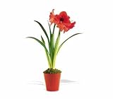 Teleflora