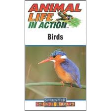 Buy  Animal Life in Action : BIRDS  now!