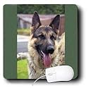 Dogs German Shepherd - German Shepherd Portrait - Mouse Pads