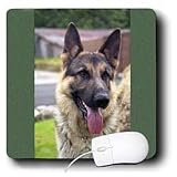 Dogs German Shepherd - German Shepherd Portrait - Mouse Pads