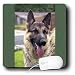 Dogs German Shepherd - German Shepherd Portrait - Mouse Pads