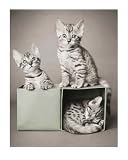 Bengal Kittens Photography Art Poster Print by Rachael Hale, 16x20