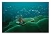 Lionfish and Other Small Fish Swimming over a Reef of Large Corals Photographic Poster Print by Tim Laman, 40x30