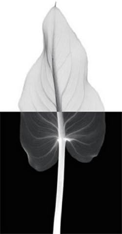 Calla Leaf II Poster Print by Steven N. Meyers (28 x 55)