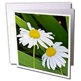 Patricia Sanders Flowers - two daisies - Greeting Cards-12 Greeting Cards with envelopes