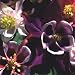 Grow Your Secret Garden Aquilegia Cottage Garden Mix 150 Seeds