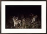 Lionesses from a pride pause to listen for the sounds of zebra, antelope, or other prey Animals Framed Art Poster Print by Beverly Joubert, 29x21
