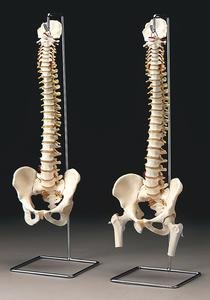 Full Spine Model w/Femoral Heads - W/Femoral Heads