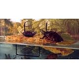 ZooMed Turtle Dock