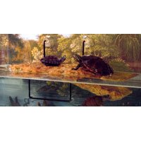 Zoo Med Mini Turtle Dock, 8.5x4