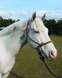 Hamilton Knotted Style Rope Horse Halter with Lead, Brown/Tan, Average (800-1100 lbs)