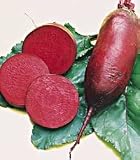 Cylindra Beet - 400 Seeds - BONUS PACK!