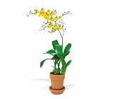 Teleflora