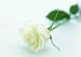 Gorgeous Flower 1 - 24