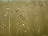 Brome Grass, An Invasive Species, at Spring Creek Prairie Botanical Photographic Poster Print by Joel Sartore, 16x12