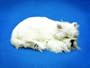 Perfect Petzzz Westie