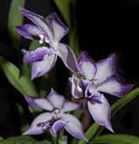 Zygonisia Cynosure 'Blue Birds' 1690H