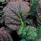 Organic Osaka Purple Mustard - 50 Seeds