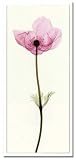 X-Ray PHOTOGRAPHY（レントゲンフォトグラフィー）ポスターフレーム Steven N.Meyers / Anemone I 330x730x30mm