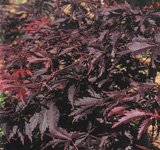 Review   / 1.5m Japanese Maple Plant - Acer Palmatum Burgundy Lace