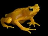 A harlequin frog Photographic Poster Print by Joel Sartore, 48x36