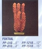 Foxtail - PLANT FOXTAIL 5 SMALL