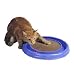 31YKHn5E iL. SL75  Grooming your Cat   Here are the reasons why you should!
