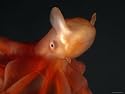 Deep Sea Cirrate Octopod, from 800M Depth, Atlantic Art Photographic Poster Print by David Shale, 12x9