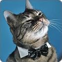 Tuxedo Bow Tie Cat Kitten Collar - Size Small