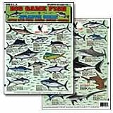 Big Game Fish Of The Atlantic #1