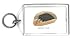 Keychain with echidna, long-beaked, eat, zaglossus, bruijini
