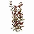 Rotala Aquarium Plant, 6" Green