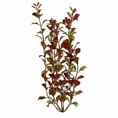 Rotala Aquarium Plant, 9″ Green